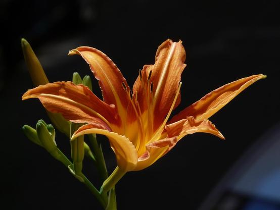 Picture: Orange Lily on Dark Background