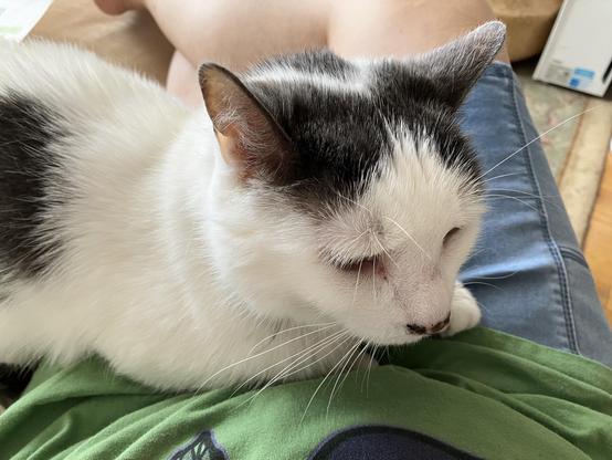 A white cat with black markings is resting on a person's lap. The person is wearing a green shirt, and part of their legs is visible in the image. The background is blurred, suggesting a cozy indoor environment.