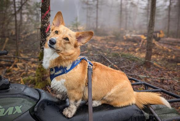 Moxxi the corgi is sitting on a quad. She's staring at the camera with a puzzled look. The forest around is very foggy and wet. She's wet and dirty. She has a brown leash.