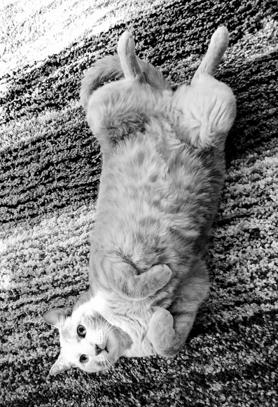 Black and white photo of tabby cat lounging on a carpet.