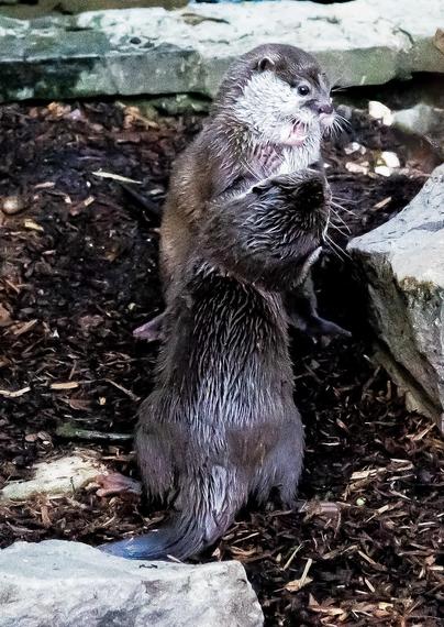 Zwei Otter interagieren spielerisch auf einem Mulchbett, umgeben von Felsen. Ein Otter steht aufrecht, während der andere tiefer positioniert ist, wobei beide ein lebhaftes Auftreten zeigen.

Two otters are playfully interacting on a bed of mulch, surrounded by rocks. One otter is standing upright, while the other is positioned lower, both showing a lively demeanor.