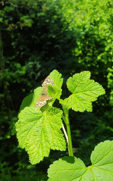 Ein Waldbrettspiel (pararge aegeria; speckled wood) in der Mittagssonne auf einem jungen Trieb eines Johannisbeerstrauchs.