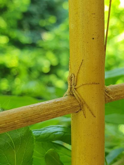 Eine Listspinne (pisaura mirabilis; nursery web spider) auf einem Rankgitter aus Bambus, im Hintergrund die grünen Triebe einer Schlehe und anderer Sträucher in der Mittagssonne.
