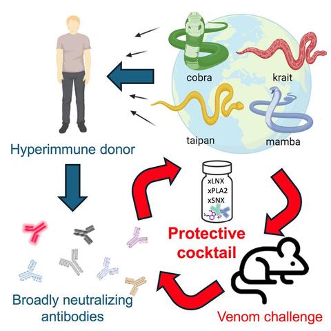 Antivenom neutralizes neurotoxins of 19 of world's deadliest snakes
https://www.sciencedaily.com/releases/2025/05/250502133806.htm
https://www.cell.com/cell/fulltext/S0092-8674(25)00402-7

* antibodies isolated f. hyperimmune individual self-exposed to wide variety of venoms
* result: potent, broadly cross-neutralizing antibodies against homologous snake toxins
* used to make broadly effective antivenom
* protective against black mamba, king cobra, tiger snakes in mouse trials
* path toward universal antiserum

#snakes #antivenom #neurotoxins