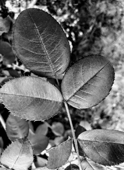 Black and white photography of leaves.