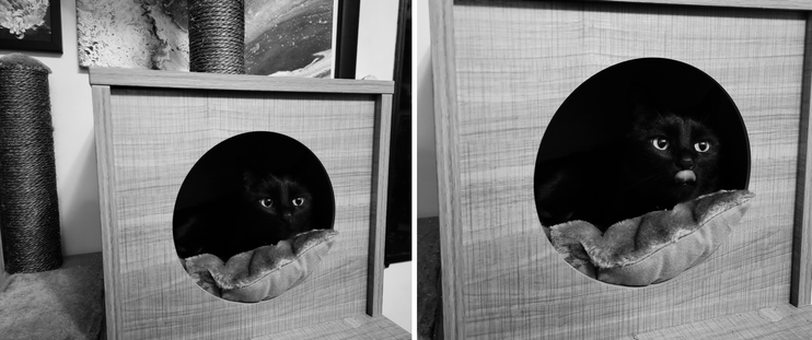 Black and white photos of a small black cat playfully hiding in a cat tree.