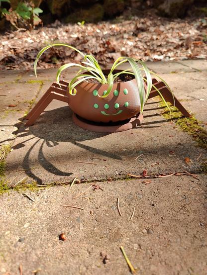 Spider plant in a spider planter