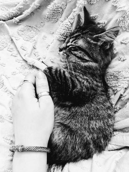 A black and white photo of a small tabby kitten snuggled into their guardian's hand