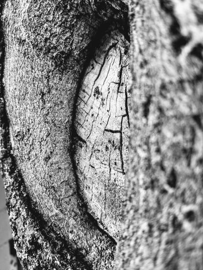 close up black and white texture photography of a tree