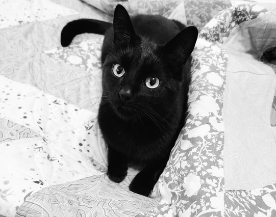 A black and white photo of a black cat snuggling on top of a quilt.