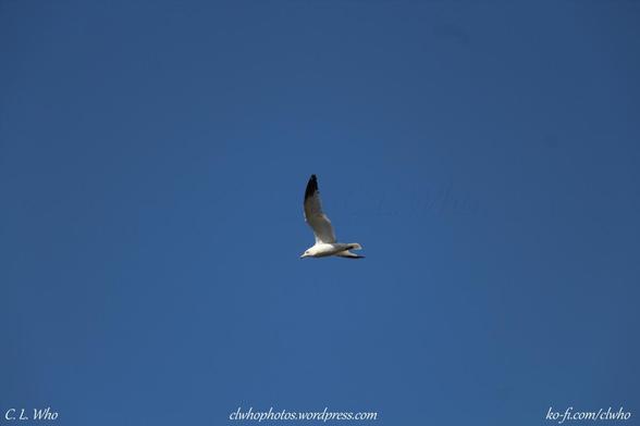 A ring billed gull in flight with blue cloudless sky.