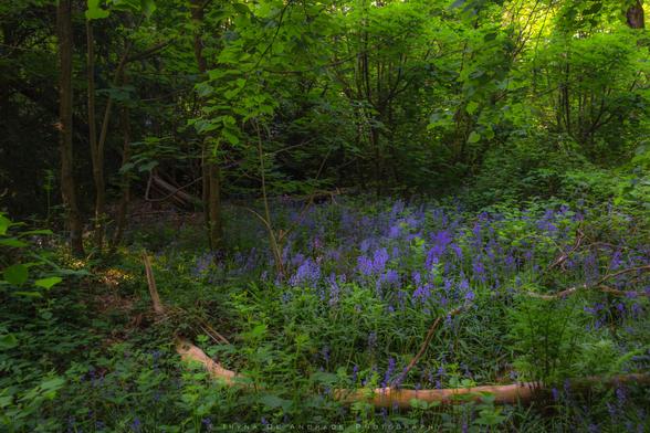 Every Bluebell in Bloom is a Note of Nature's Melody