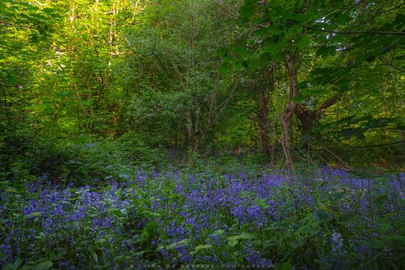 Here Amongst The Bluebells