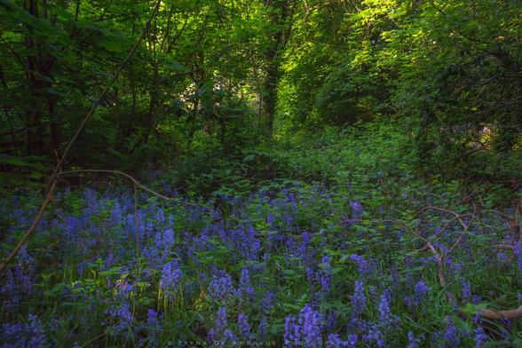 The Magic Carpet Of Bluebell Bliss