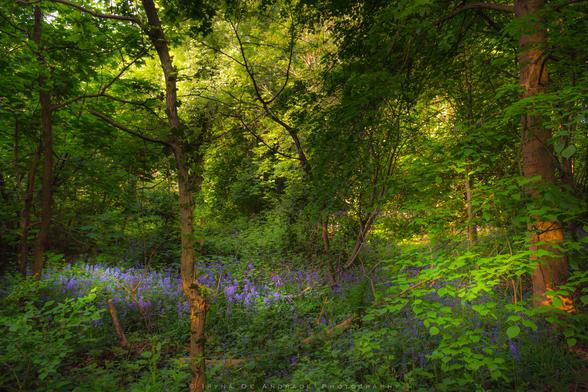 The Ringing of the Bluebells