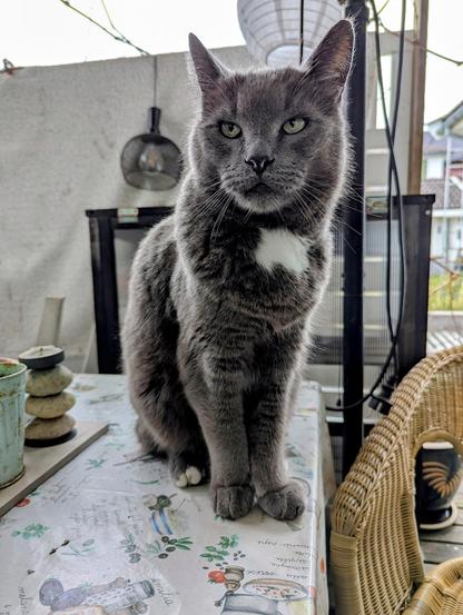 Snurre the Cat is a grey with a white chest and white toes on his hind legs. He looks like he he is less than amused by my antics.