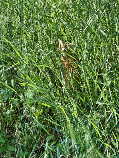 A cat looking at me from tall grass along side a road in Niš, Serbia. By me today