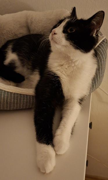 Black and white tuxedo cat sitting in a catbed
