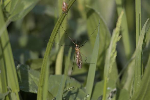 Spotted crane fly (Nephrotoma appendiculata) / Hoefijzertijger in Dutch