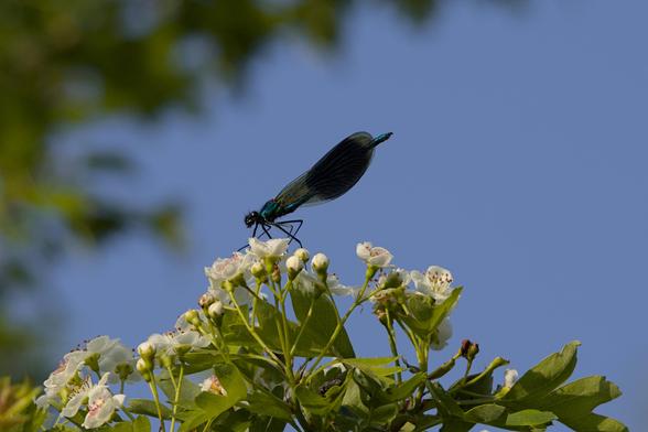 Banded Damselfly (Calopteryx splendens) / Weidebeekjuffer in Dutch