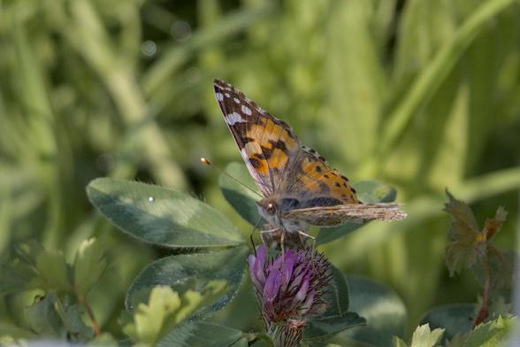 Painted lady (Vanessa cardui) sitting atop a thistle for which it gets its Dutch name "Distelvlinder"