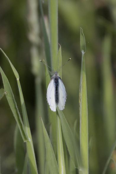 Green-veined white (Pieris napi) / Klein geaderd witje in Dutch