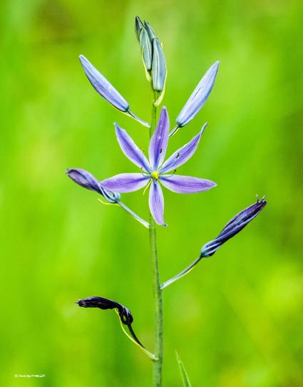 A delicate purple camas flower with buds is set against a vibrant green background.