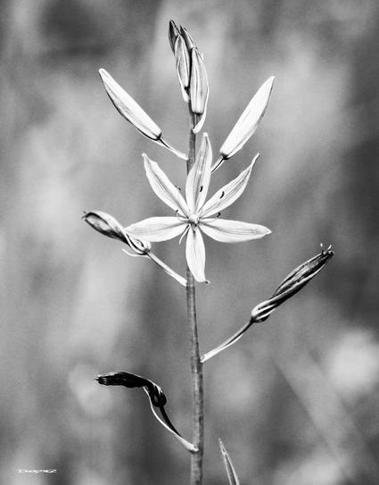 A monochrome image features a tall plant with a single, star-shaped camas flower and several buds.