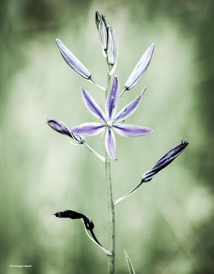 A single, tall camas wildflower with purple petals and several buds stands against a soft green background.