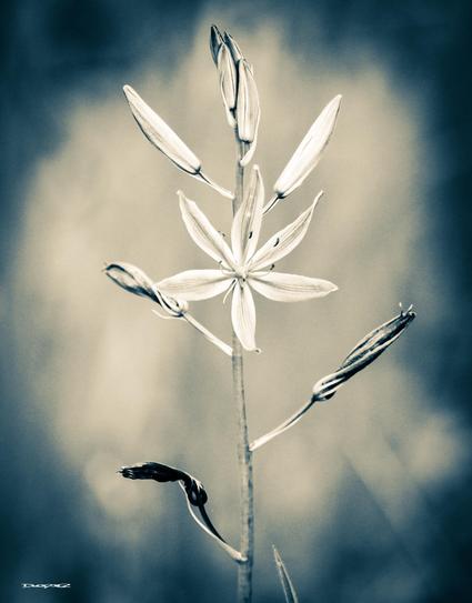 A monochromatic photograph shows a delicate camas flower with multiple blossoms and buds on a single stem against a blurred background.