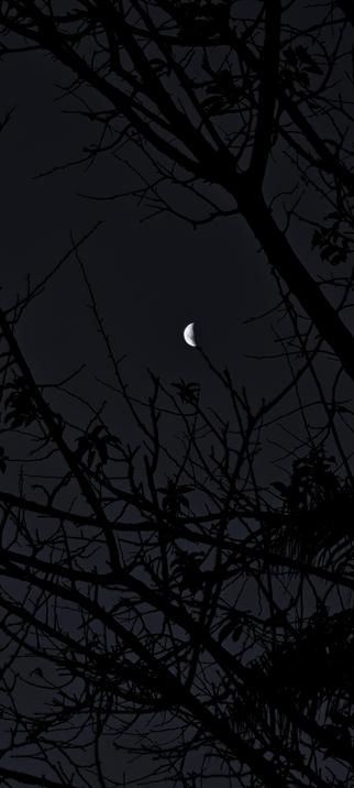 Moon over tree in a dark blue sky
