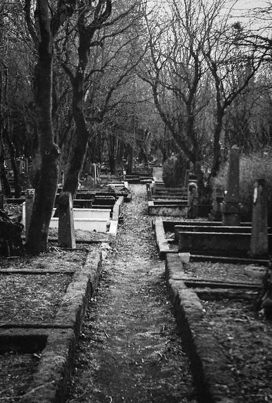 A black and white picture of a pathway in an old graveyard in Reykjavík. Lots of trees in the scene.