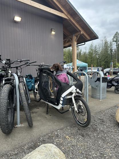 A cargo bike with a dog at a bicycle rack at a farmer’s market. 