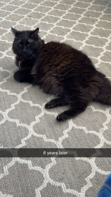 Fluffy black cat sitting on grey and white carpet with eyes closed