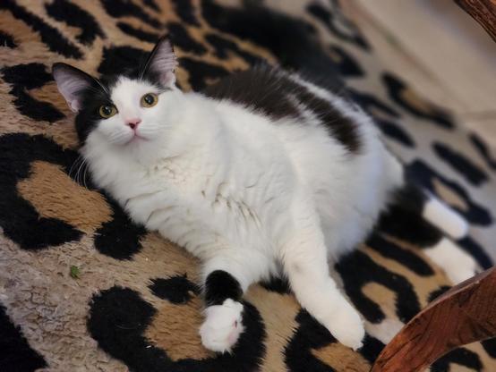 Coco the white and black kitten lying down on a leopard print carpet.