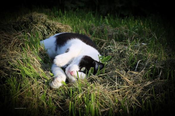 chat dans l'herbe la tête sur le côté