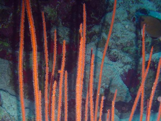 Image of Junceella juncea, the taxon in which the compound is found.