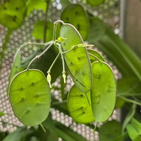 Lunaria plant with green seedpods