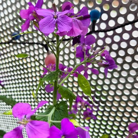 Lunaria plant flowering and first small seedpods