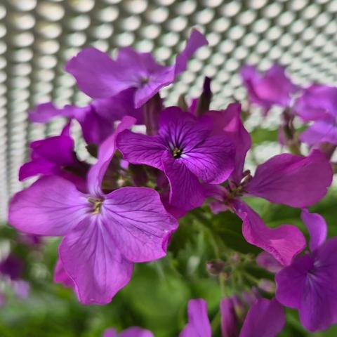 Lunaria plant in bloom with purple flowers