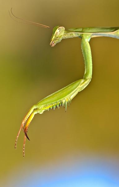 Fotografía de una Mantis religiosa