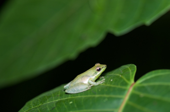 A small, pale green froggy with legs that are paler still, sitting on the edge of a big round leaf.