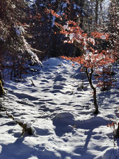 Talus enneigé dans les Vosges, le soleil rasant du matin souligne les reliefs de la neige, de jeunes arbres ponctuent l'image