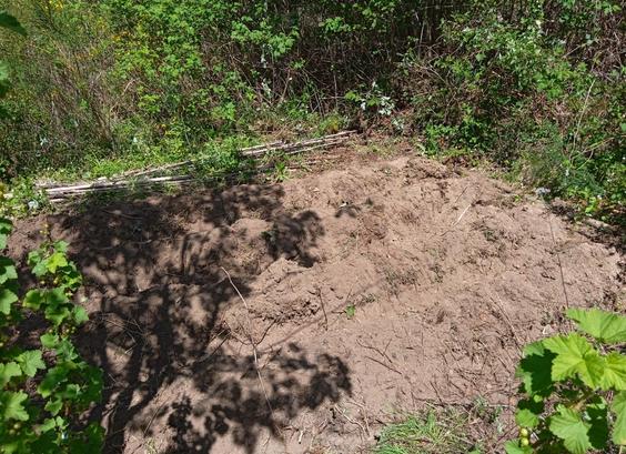 A rectangle of freshly dug earth surrounded by overgrown chaos of plants. The soil is dry and full of roots, and has been piled up into 4 long mounds and furrows.