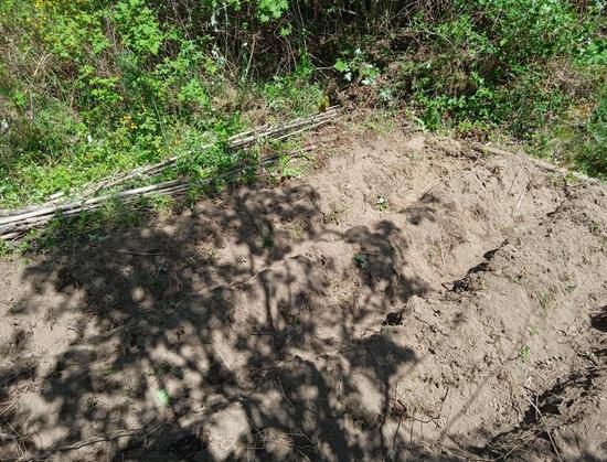 Better view of the mounds, ready for potatoes. The shadows of a small rowan tree fall across the dug earth. Some loose sticks are piled up at the edge of the plot, remnants of previous runner beans, and a vain effort to hold back encroaching raspberries.