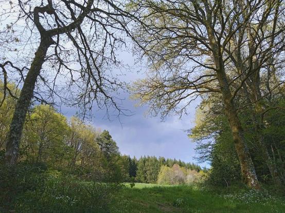 A view looking uphill between tall leaning trees just bursting into leaf. A path of grass opens into a sunlit field, small white flowers dotting the ground under the trees which frame the view.. Distant trees are in full sun, and greener with already opened leaves.