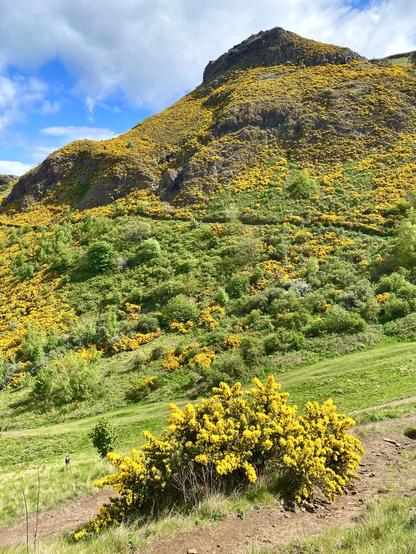Bright yellow blooming gorse in the foreground, the side of Arthur’s Seat in the distance, permeated by gorse flowers