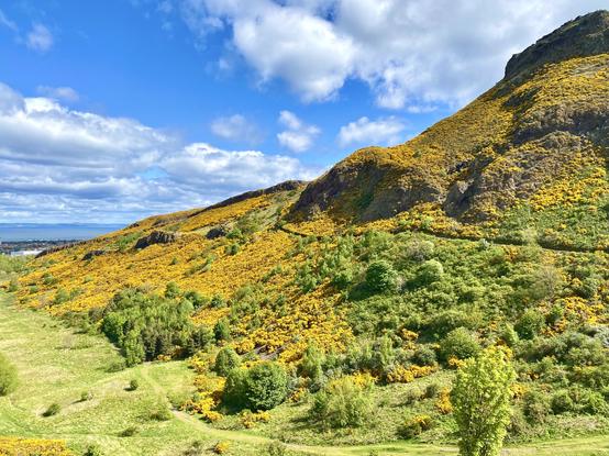 Concentrated, thriving gorse blooms near the base of Arthur’s Seat