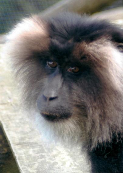 Images from my Photographic Artwork Portfolio can be purchased from my Pixels website at reasonable prices as prints or displayed on various products.

A monkey gives the photographer the look.

#Photography  #FineArtPhotography #BuyIntoArt  #AYearForArt #print #photography #mastodon #mastophoto #mastoart #photo 

https://john-hughes-photographic.pixels.com/featured/the-look-john-hughes.html