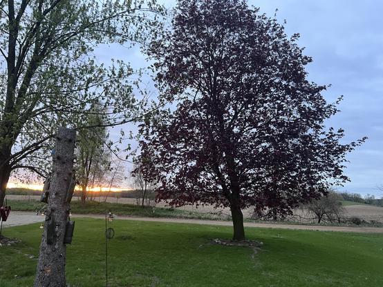 Our front yard at sunrise; lots of a green grass! In the foreground, there are two trees, one with green leaves and the other with dark red leaves. The sun is rising in the background, casting an orange glow across the sky. There are additional trees and fields visible in the distance. Our “bird tree” is visible on the left (10 ft stump with bird feeders on it)